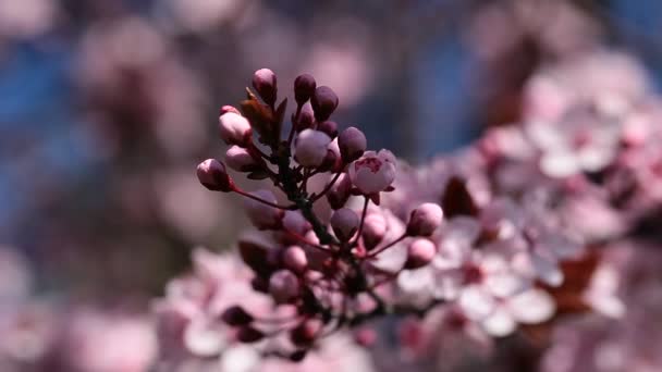 Flowers of the cherry blossoms on a spring day from japan garden — Stock Video