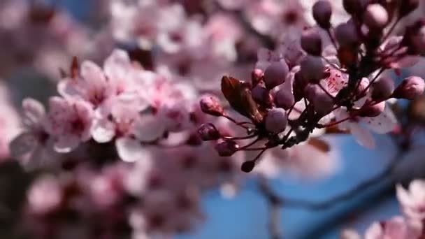 일본 정원에서 봄 날에 벚꽃의 꽃 — 비디오