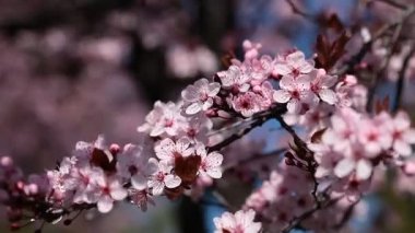Japonya bahçesinden bir bahar gününde kiraz çiçekleri çiçek