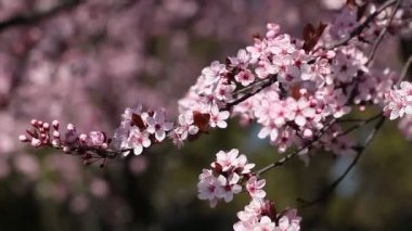 Japonya bahçesinden bir bahar gününde kiraz çiçekleri çiçek