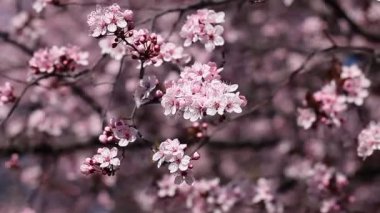 Japonya bahçesinden bir bahar gününde kiraz çiçekleri çiçek