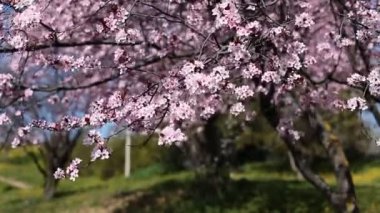 Japonya bahçesinden bir bahar gününde kiraz çiçekleri çiçek