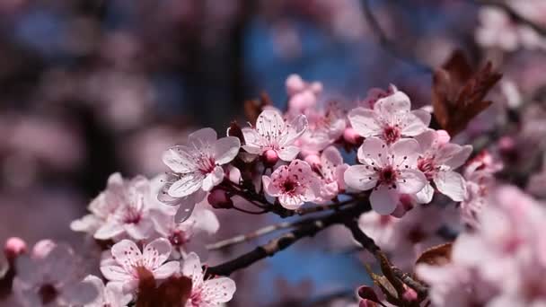 Цветы сакуры цветут в весенний день из японского сада — стоковое видео