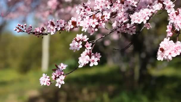 Květy Třešňové květy na jarní den z japonské zahrady — Stock video
