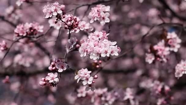 Blommor av körsbär blommar en vårdag från japan trädgård — Stockvideo