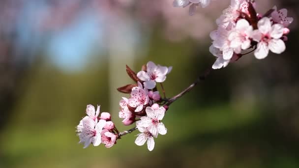 Fiori dei fiori di ciliegio in un giorno di primavera dal giardino del Giappone — Video Stock