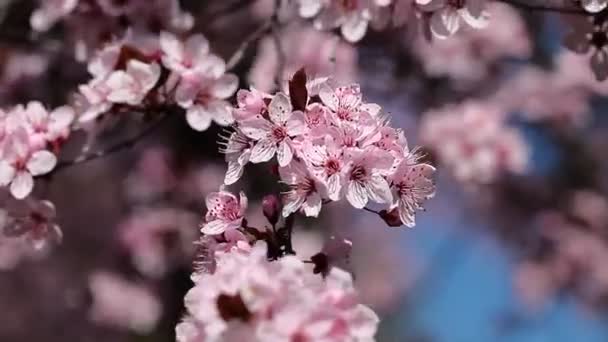 Flowers of the cherry blossoms on a spring day from japan garden — Stock Video