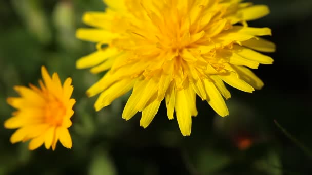 Flores de diente de león amarillo con hojas verdes — Vídeo de stock