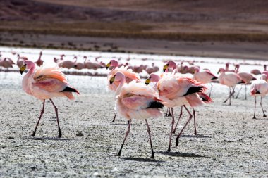 Andes, güneyinde Bolivya'nın Gölü flamingolar