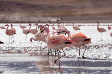 Andes, güneyinde Bolivya'nın Gölü flamingolar