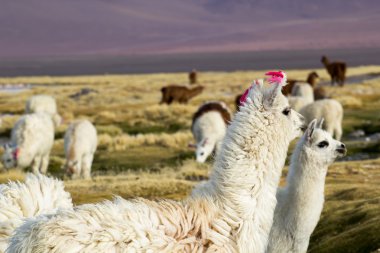 Lama üzerinde laguna colorada, Bolivya