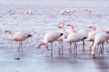 Andes, güneyinde Bolivya'nın Gölü flamingolar