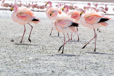 Andes, güneyinde Bolivya'nın Gölü flamingolar