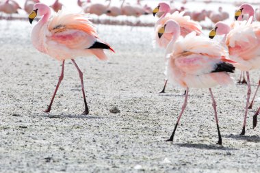 Andes, güneyinde Bolivya'nın Gölü flamingolar