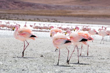 Andes, güneyinde Bolivya'nın Gölü flamingolar