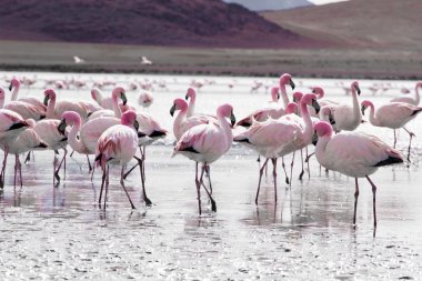 Andes, güneyinde Bolivya'nın Gölü flamingolar
