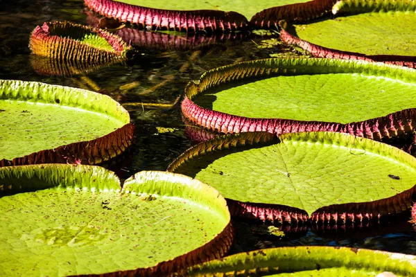 Victoria Regia, as maiores folhas do mundo, de lírios aquáticos amazônicos — Fotografia de Stock