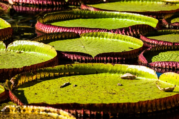 Victoria Regia, the world's largest leaves, of Amazonian water lilies — Stock Photo, Image