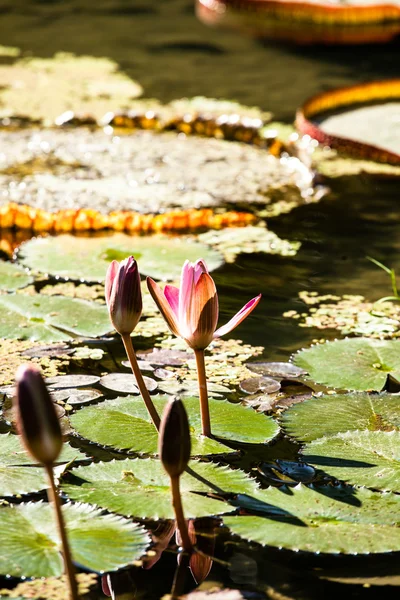 Victoria Regia, the world's largest leaves, of Amazonian water lilies — Stock Photo, Image
