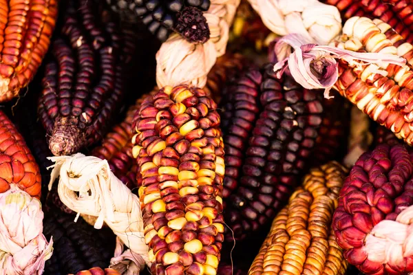 Крупный план или веселый и красочный высушенная индийская кукуруза — стоковое фото