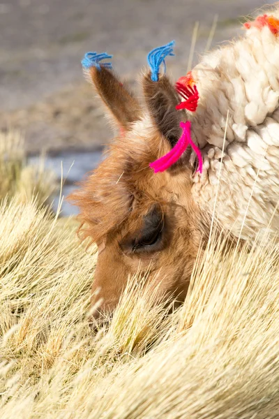 Lama on the Laguna Colorada, Bolivia — Stock Photo, Image