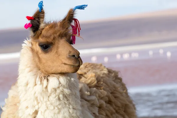 Lama na Laguna Colorada, Bolívia — Fotografia de Stock
