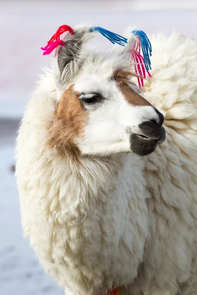 Lama en la Laguna Colorada, Bolivia — Foto de Stock