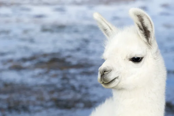 Lama en la Laguna Colorada, Bolivia — Foto de Stock