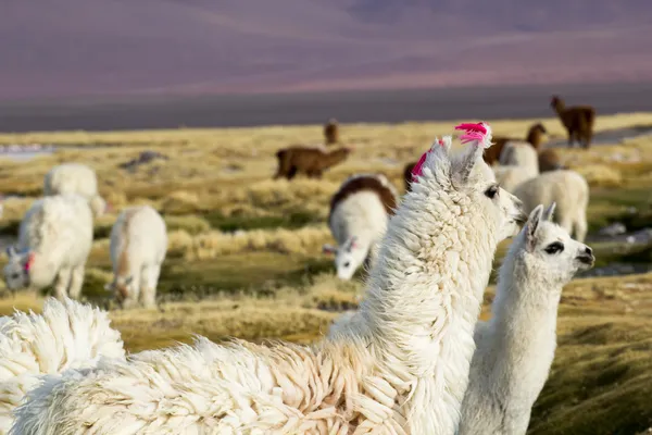 Lama üzerinde laguna colorada, Bolivya