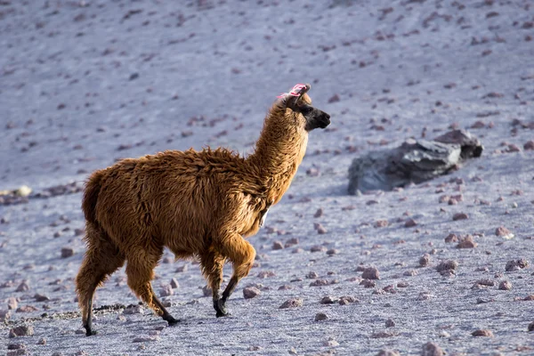 Lama na laguna colorada, Bolívie — Stock fotografie