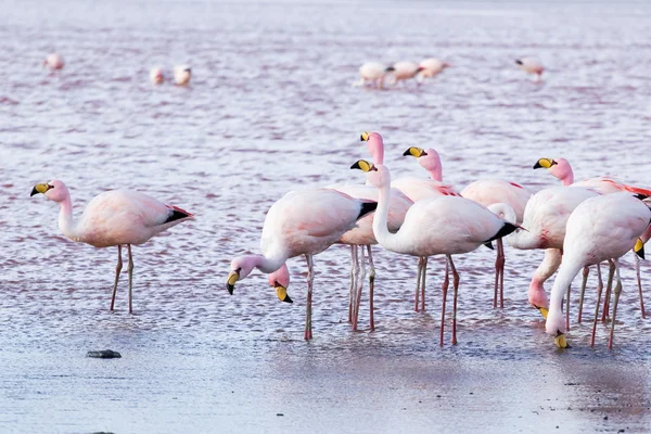 Flamingos on lake in Andes, the southern part of Bolivia — Stock Photo, Image