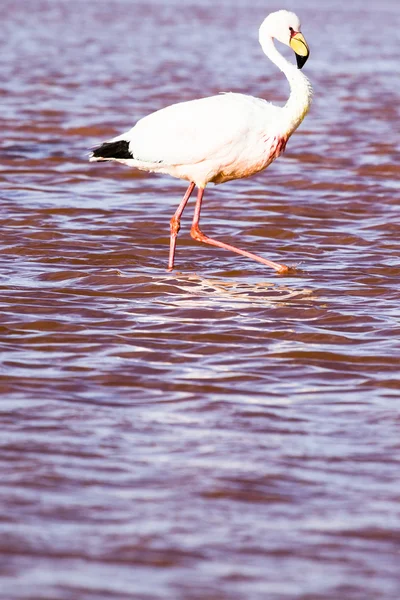 Fenicotteri sul lago nelle Ande, nella parte meridionale della Bolivia — Foto Stock