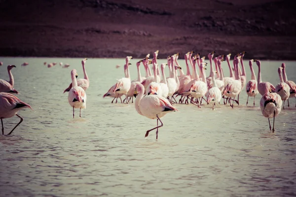 Flamingos vintage no lago em Andes, a parte sul da Bolívia — Fotografia de Stock