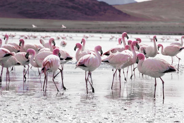 Flamingos auf einem See im Süden Boliviens — Stockfoto