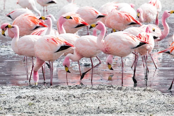 Andes, güneyinde Bolivya'nın Gölü flamingolar