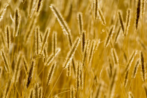 小麦完美的背景的耳朵. — 图库照片