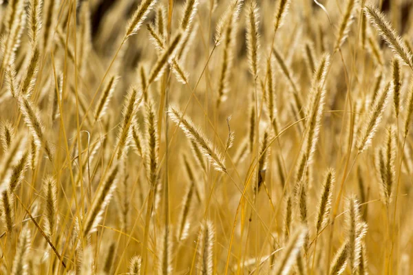 Orejas de trigo fondo perfecto . — Foto de Stock