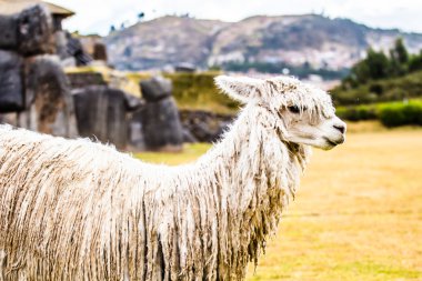 sacsayhuaman duvar, cuzco, peru görünümünü.