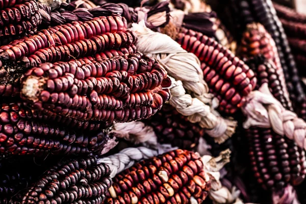 Granjas de maíz de colores en Perú — Foto de Stock