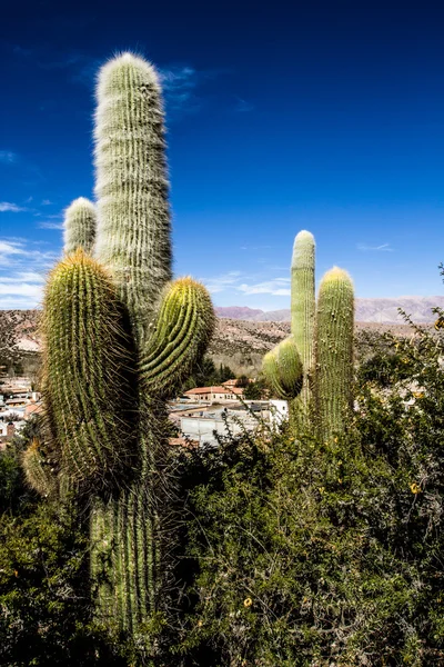 Cactus op de kleurrijke vallei van quebrada de humahuaca in de provincie jujuy, Noord-Argentinië. — Stockfoto