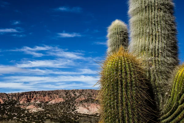 Cactus nella colorata valle della Quebrada de Humahuaca nella provincia di Jujuy, Argentina settentrionale . — Foto Stock