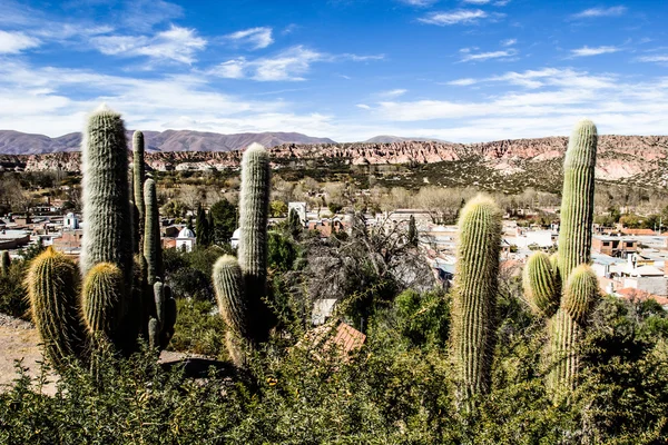 Cactus op de kleurrijke vallei van quebrada de humahuaca in de provincie jujuy, Noord-Argentinië. — Stockfoto