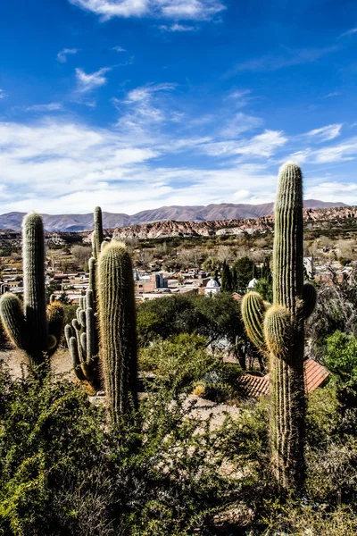 Cactus nella colorata valle della Quebrada de Humahuaca nella provincia di Jujuy, Argentina settentrionale . — Foto Stock