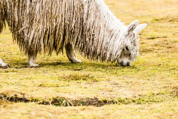 Peruanisches Alpaka im natürlichen Hintergrund. — Stockfoto