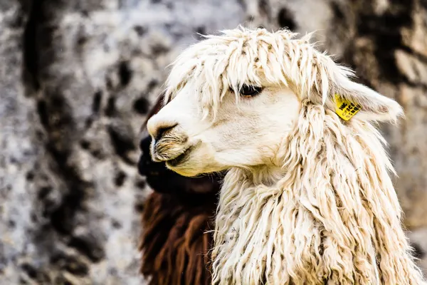 Peruvian alpaca in natural background. Stock Image