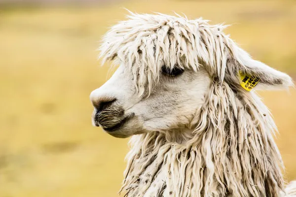 Peruvian alpaca in natural background. Stock Photo