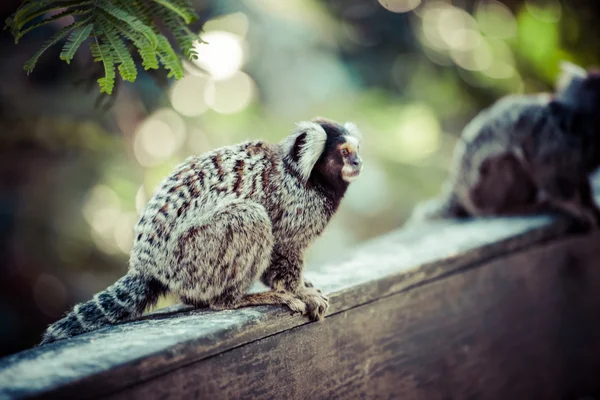 Black and white Marmoset monkey on a branch — Stock Photo, Image