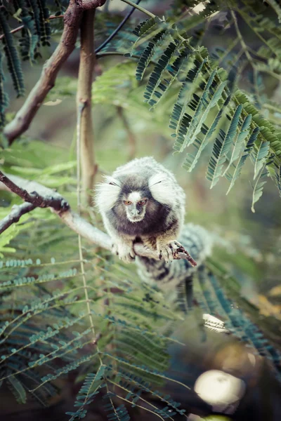 Scimmia in bianco e nero Marmoset su un ramo — Foto Stock