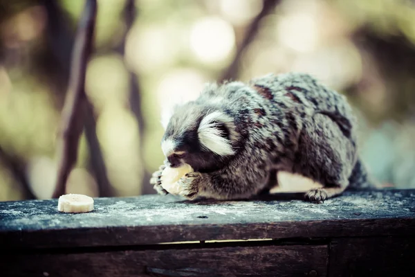 Scimmia in bianco e nero Marmoset su un ramo — Foto Stock