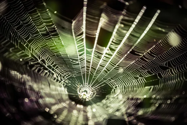 The spider web (cobweb) closeup background. — Stock Photo, Image